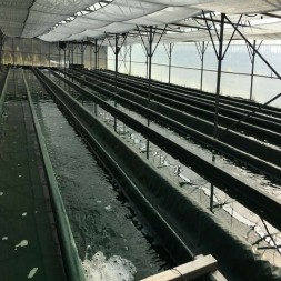 Spiruline 200 comprimés artisanale des Landes