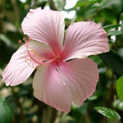 Tisane hibiscus nature