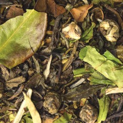 thé au jasmin_le jasmin_bienfaits thé vert jasmin