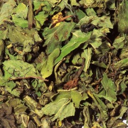 Thé vert  menthe poivrée Bio Marrakesh Nights - 15 Sachets pyramides