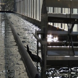 Spiruline en paillettes artisanale Française